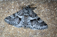 Woolly Gray Moth