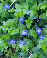 Greater Periwinkle