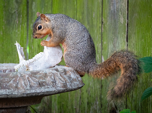 Fox Squirrel