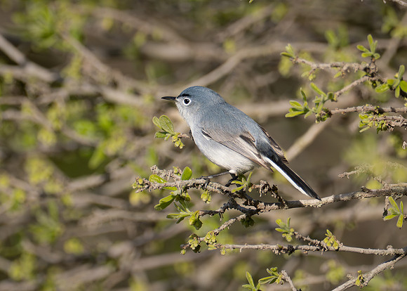 248. Blue-gray Gnatcatcher PMK95554