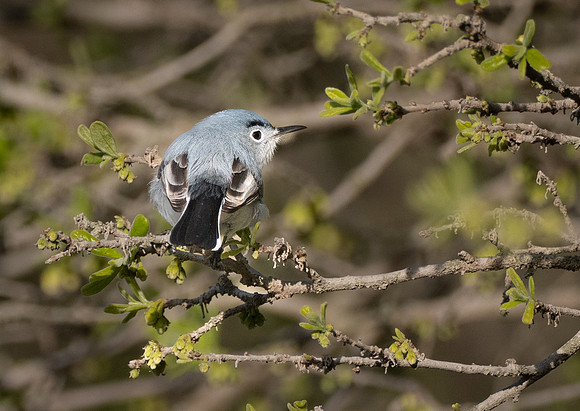 248a. Blue-gray Gnatcatcher PMK95557