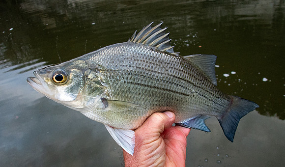 243. White Bass P3080004