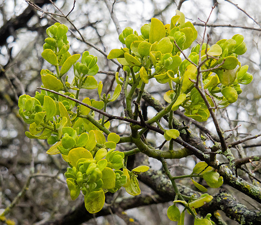 244. American Mistletoe P3080029