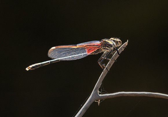 249. American Rubyspot PMK95572