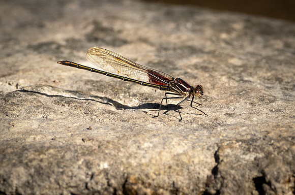 249a. American Rubyspot PMK95579