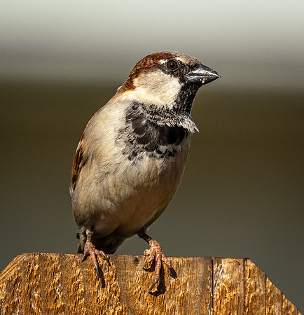 245a. House Sparrow PMK95388