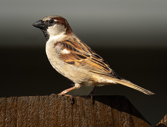 245. House Sparrow PMK95397