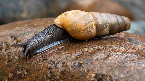 242. Decolatte Snail P1089717