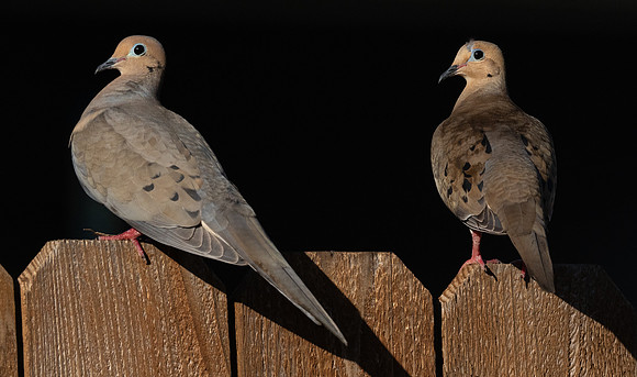 260. Mourning Dove