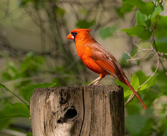 264. Northern Cardinal