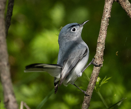 263.  Blue-gray Gnatcatcher