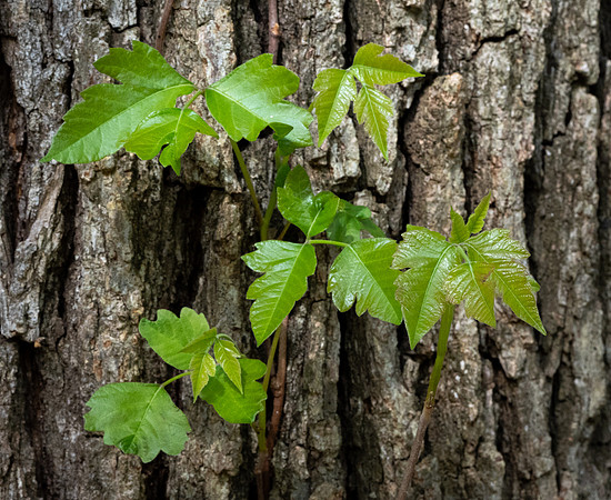 262. Eastern Poison Ivy