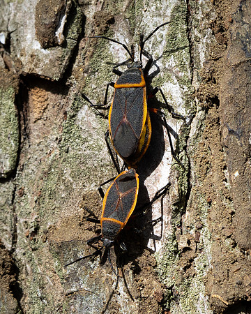 261. Eastern Bordered Plant Bug