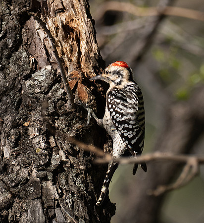 266. Ladder- backed Woodpecker PMK95487