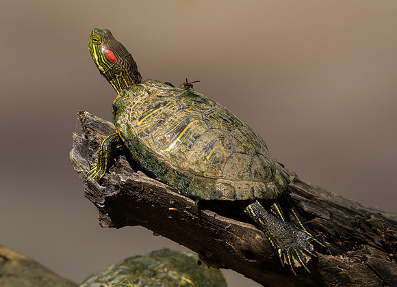 269. Red-eared Slider PMK95970