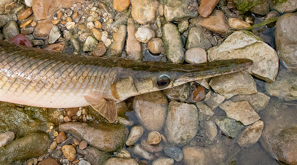 271. Spotted Gar P4030066