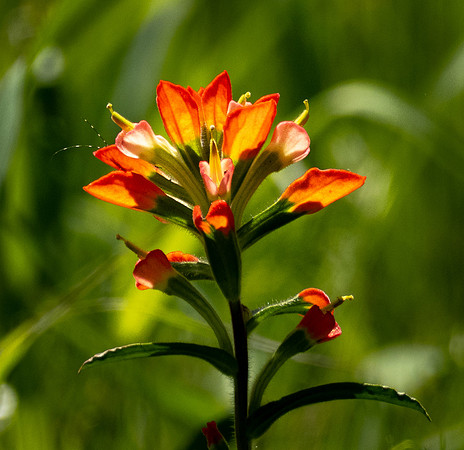 270. Texas Paintbrush PMK95941