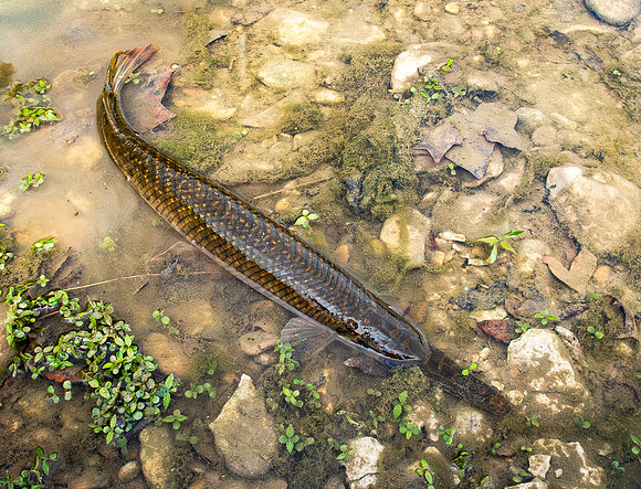 271b. Spotted Gar P4030067