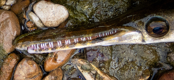 271a. Spotted Gar P4030064