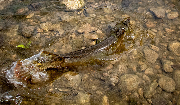 271c. Spotted Gar P4030068