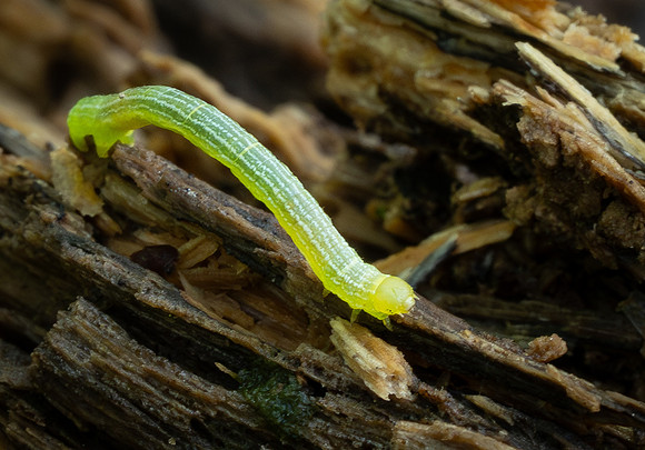 273. Fall Cankerworm Moth P4040064