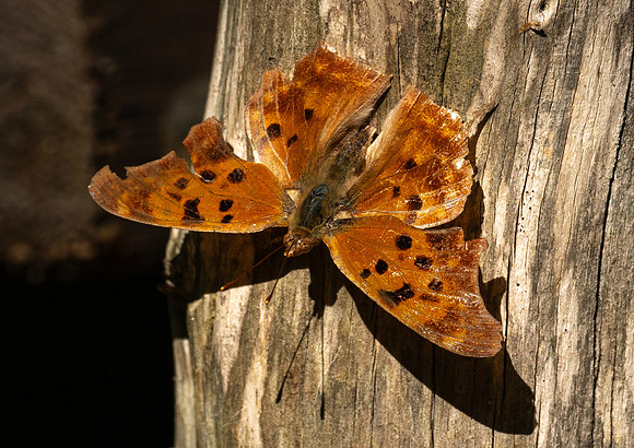 274. Question Mark PMK96076