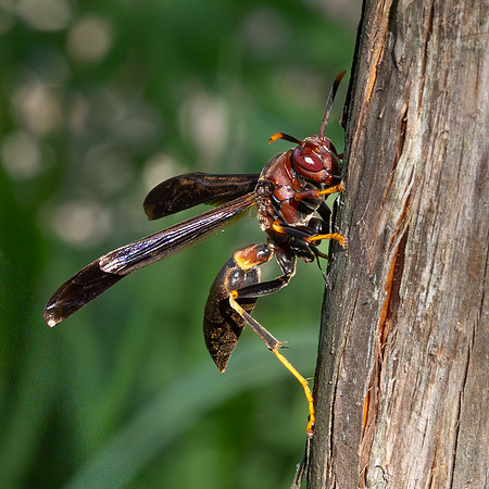 275. Ringed Paper Wasp P4040115