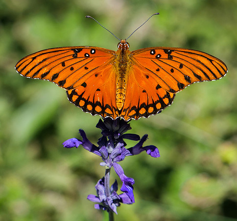 281. Gulf Fritillary PMK92089
