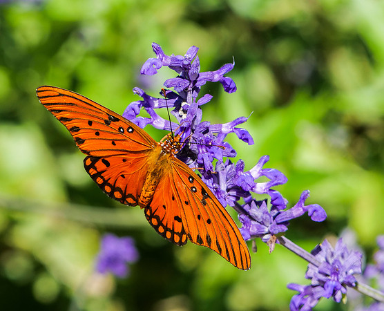 281a. Gulf Fritillary PMK92065