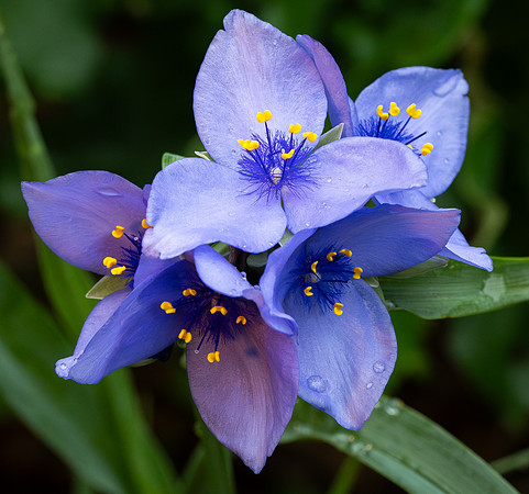 282. Ohio Spiderwort P4120126