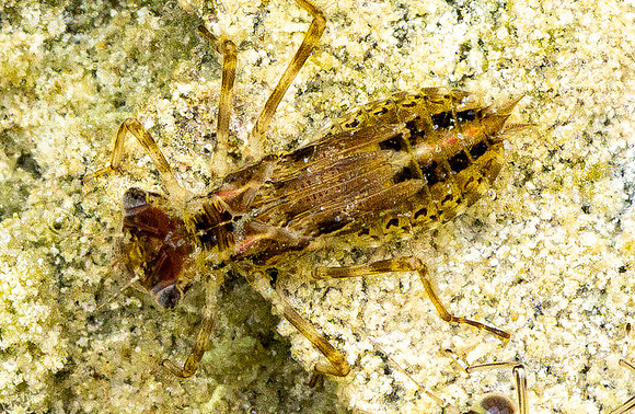 297. Dragon Fly Nymph P4130188