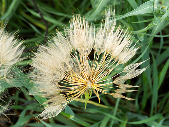 292. Yellow Salsify P4130216