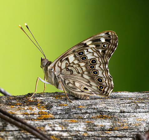 295. Hackberry Emperor PMK96193