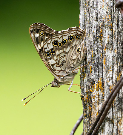 295a. Hackberry Emperor PMK96190