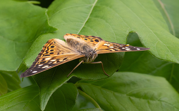 291. Hackberry Emperor PMK96178