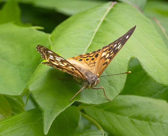 291c. PMK96176 Hackberry Emperor