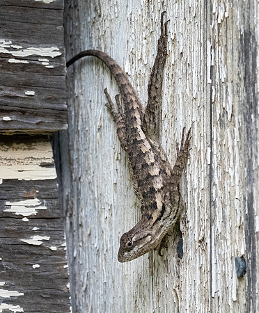 290. Texas Spiny Lizard PMK96168