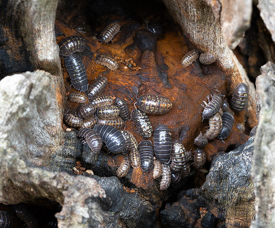 288. Common Pill Woodlouse P4130176