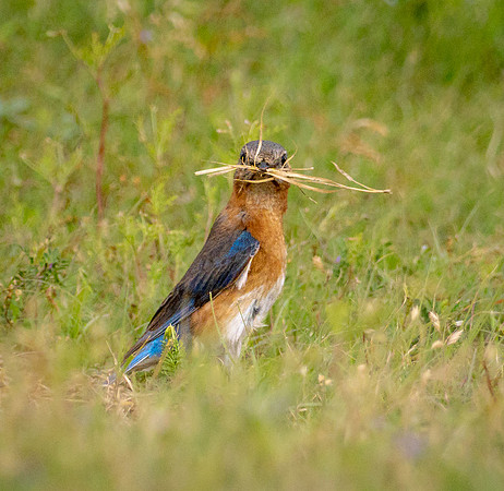 287. Eastern Bluebird PMK96146