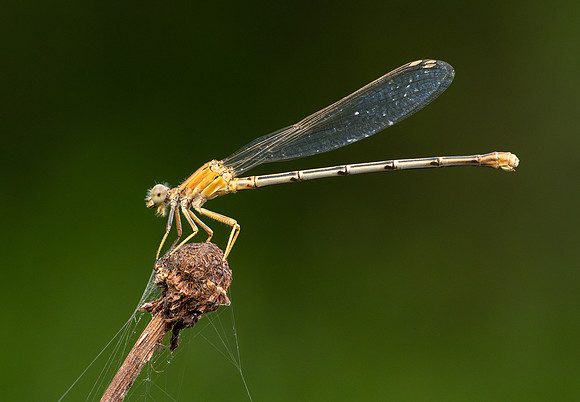 286. Powdered Dancer PMK96136