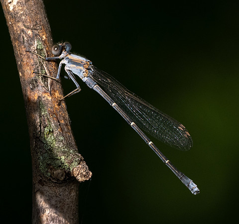 286c. Powdered Dancer PMK96138