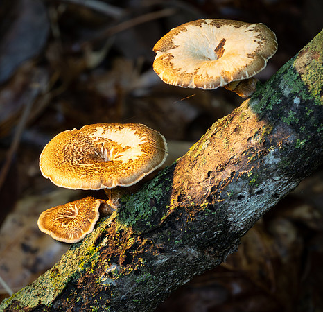284. Spring Polypore P4120134