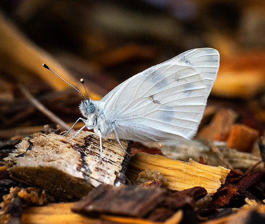 285. Checkered White PMK96127