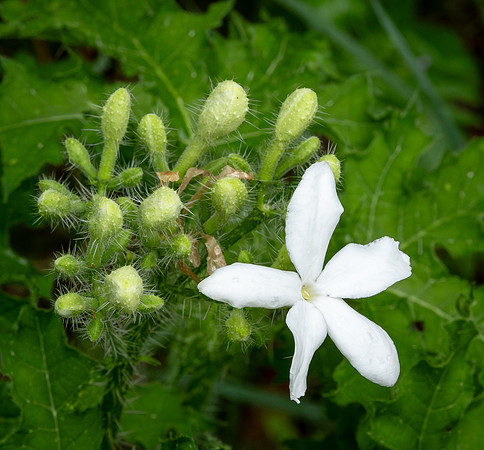 283. Texas Bull Nettle P4120130