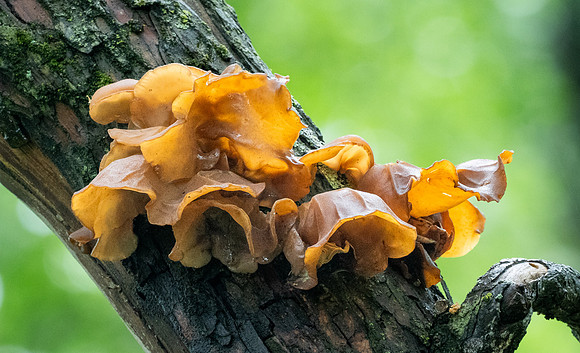 302. Jelly Tree Ear P1090320