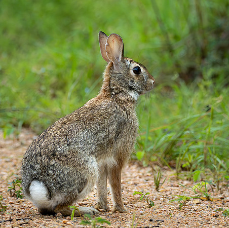 301. Eastern Cottontail P1090369