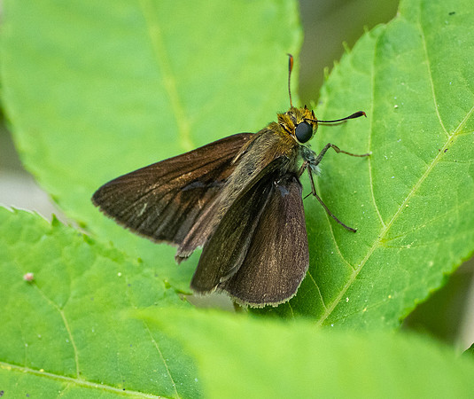 300.Dun Skipper P1090309