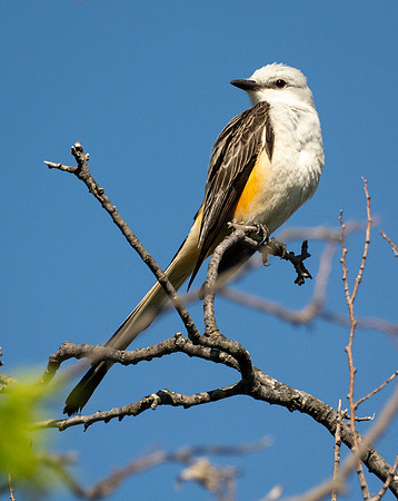 307. Scissor-tailed Flycatcher P1090384