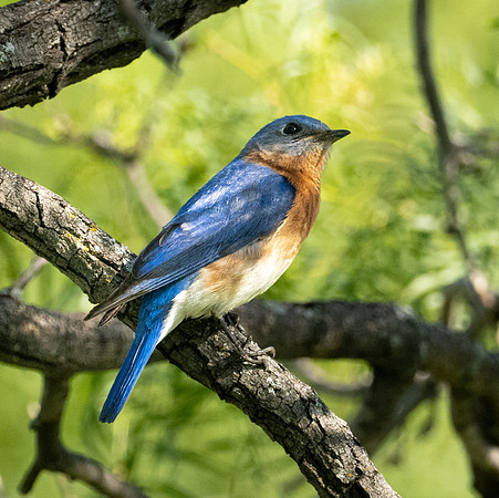 308. Eastern Bluebird P1090411