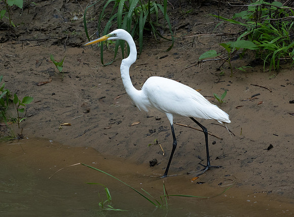 305. Great Egret P1090330